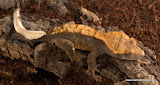 Fire
Male 12 grams
Price: SOLD