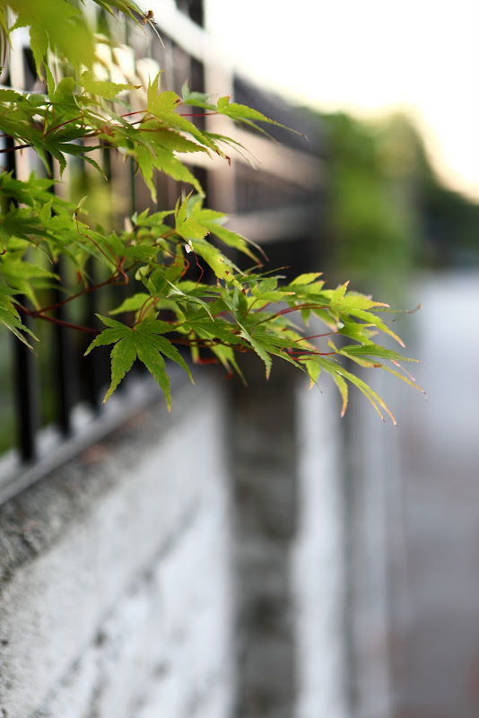 IMAGE: http://lh4.ggpht.com/_cYmfRMewE4Q/Sm7tlb_kJpI/AAAAAAAAMmk/CCeRq3M9VY0/s800/IMG_4084.JPG