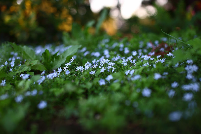 IMAGE: http://lh4.ggpht.com/_cYmfRMewE4Q/Sm7tx6gO8ZI/AAAAAAAAMnM/s9TXWMYFfRg/s800/IMG_4105.JPG