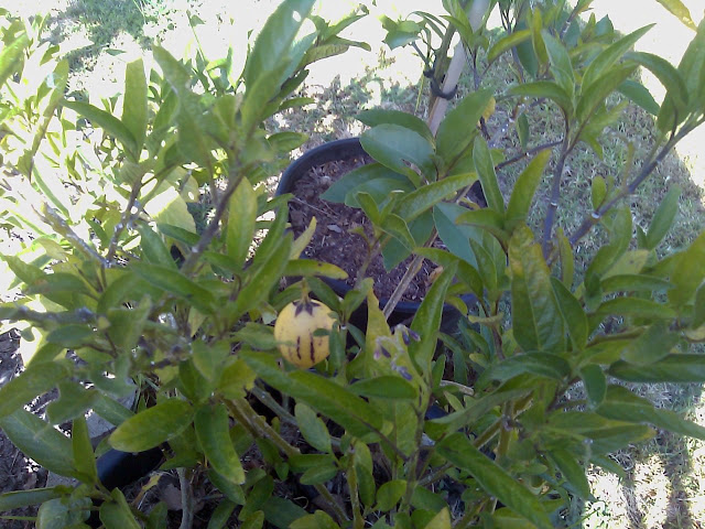 pepino fruit fruit growing off this pepino ready to eat