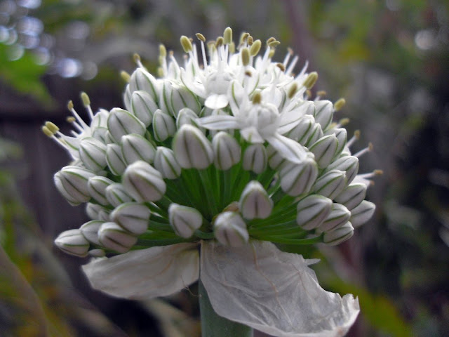 An Onion in Flower