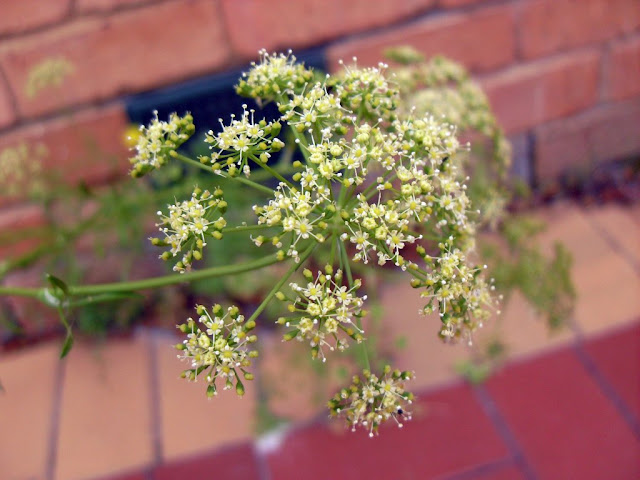 A Parsley in Flower