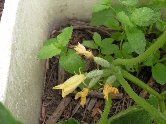 An Eggplant in Flower