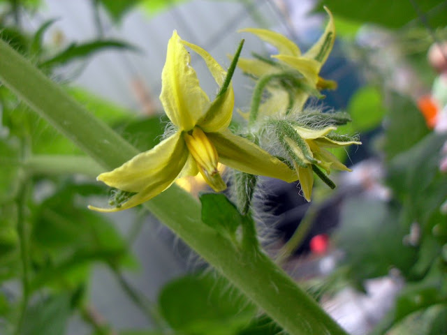 A Tomato in flower