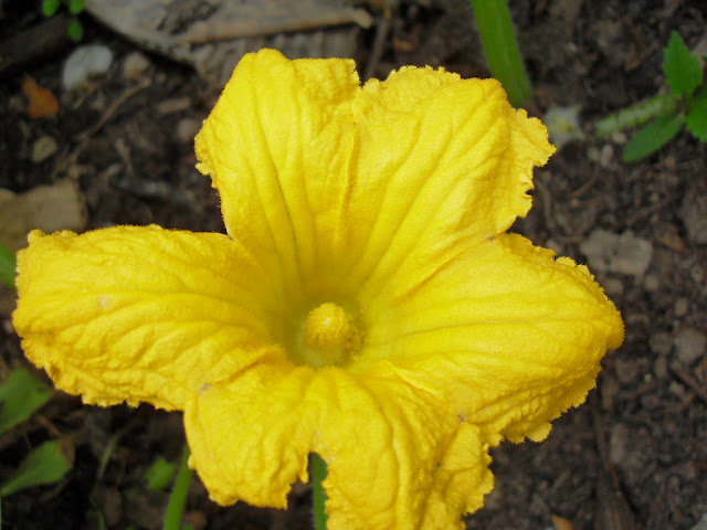 A pumpkin in flower