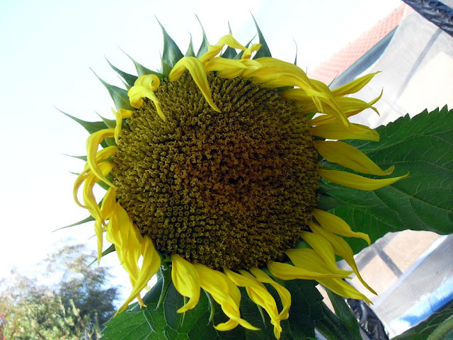 sunflowers sunflowers