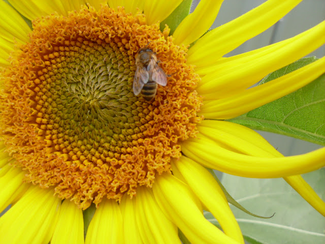 sunflowers