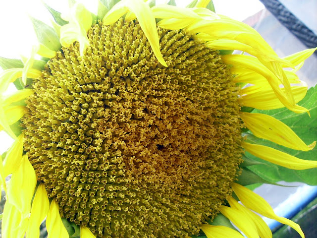 sunflowers