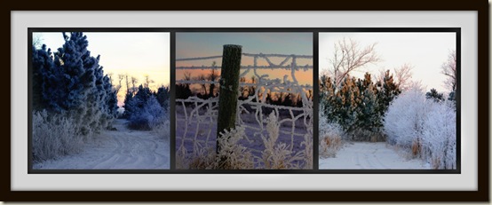 Loads of Frost-Trees and Fence 1-21-11