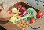 Photo of the share - Summer Vegetable Share