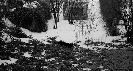 IMG_20100219_142652_8860