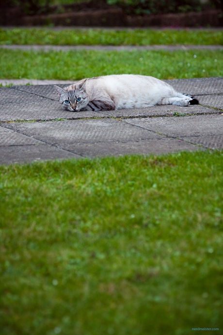 IMG_20090920_185334_1954