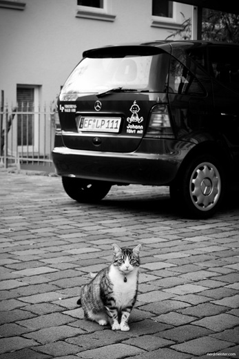 IMG_20091119_165804_4079