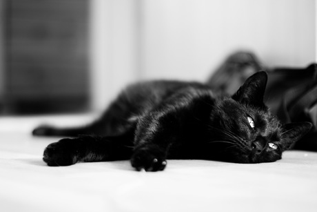 elli