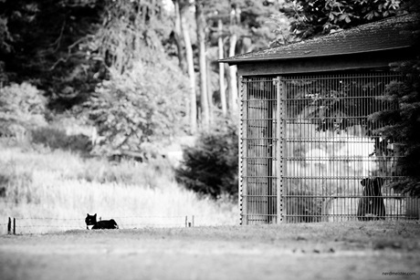 freie Katze und Hund im Zwinger in Gothen, Mecklenburg-Vorpommern