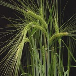 [wheat2USDA[5].jpg]