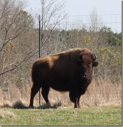 One Buffalo looking at me