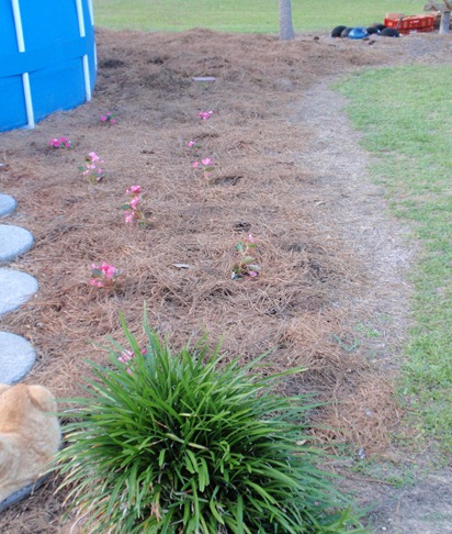 right side of pool cell plants