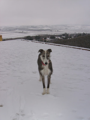IMGP0295.JPG