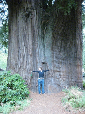 redwood