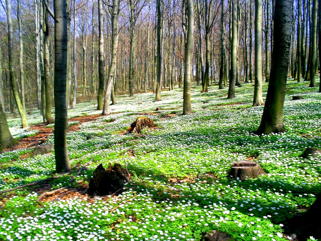 [Bøkeskogen_7_mai 004[3].jpg]