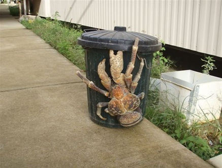 coconutcrab