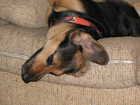 Drea Dog