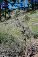20091030_091816.JPG Photo