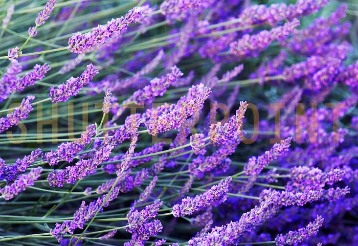 [655016-Lavender-flowers_view[5].jpg]