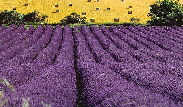 [lavender_fields[5].jpg]