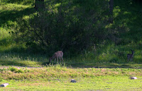Sunol Regional Wilderness Hike 170.JPG Photo