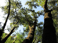 Fall Creek 010.JPG (Brackney, California, United States) Photo
