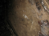Fall Creek 030.JPG (Felton, California, United States) Photo