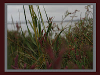Collages2.jpg Photo