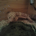 Gecko leopardo albino