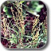 Sheep's sorrel, powdered,