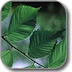 The bark of the slippery elm tree, ground,
