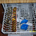 In your dishwasher, top rack, place your caps and rings. I like to wash my silicone oven mitts too.