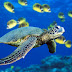 A green sea turtle swims past a school of Raccoon Butterflyfish near Hawaii.