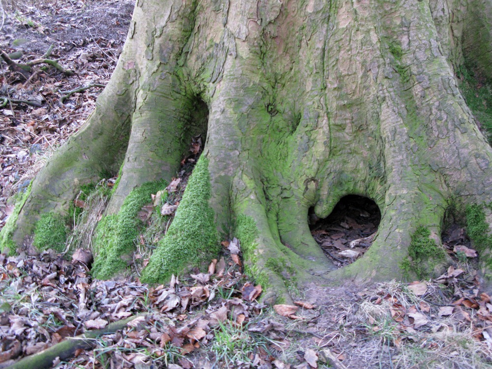 [old beech tree trunk[5].jpg]