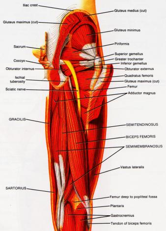 Hamstring2