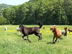 CIMG4379-1.jpg