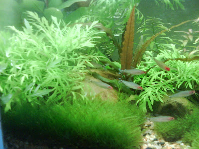 Borneosucker.blogspot.com: Java moss carpet
