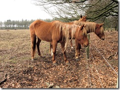 Magere New Forest paarden Planken Wambuis