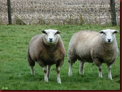 Wekeromse schapen