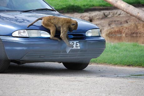 funny monkey pictures