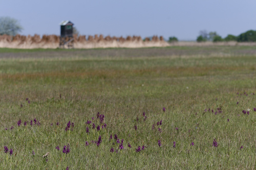 NP landschap