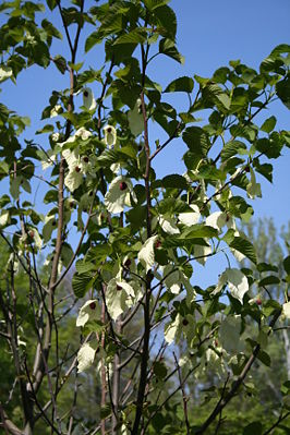 Ttbaum2
