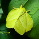 Moth