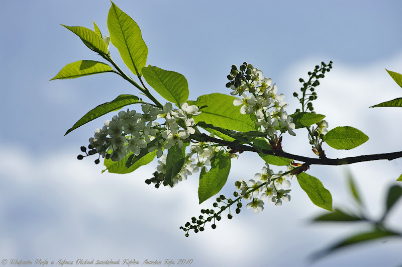 Кордон «Липовая Гора» 